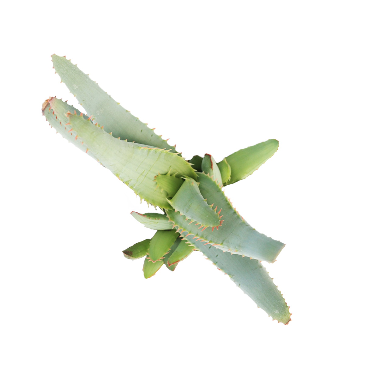 Aloe lineata 'Blue Strap Form' in California, How to grow Aloe lineata 'Blue Strap Form', rare succulents, rare succulents for sale, unique succulents