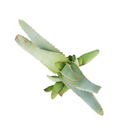 Aloe lineata 'Blue Strap Form' in California, How to grow Aloe lineata 'Blue Strap Form', rare succulents, rare succulents for sale, unique succulents