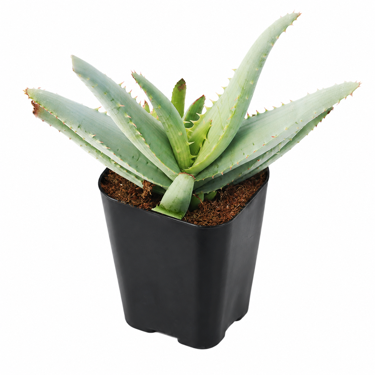 buy Aloe lineata 'Blue Strap Form' 4 inch live plant online, ornamental aloe for outdoor gardens, drought tolerant succulent plant, architectural succulent foliage