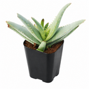 Aloe lineata 'Blue Strap Form' in California, How to grow Aloe lineata 'Blue Strap Form', rare succulents, rare succulents for sale, unique succulents