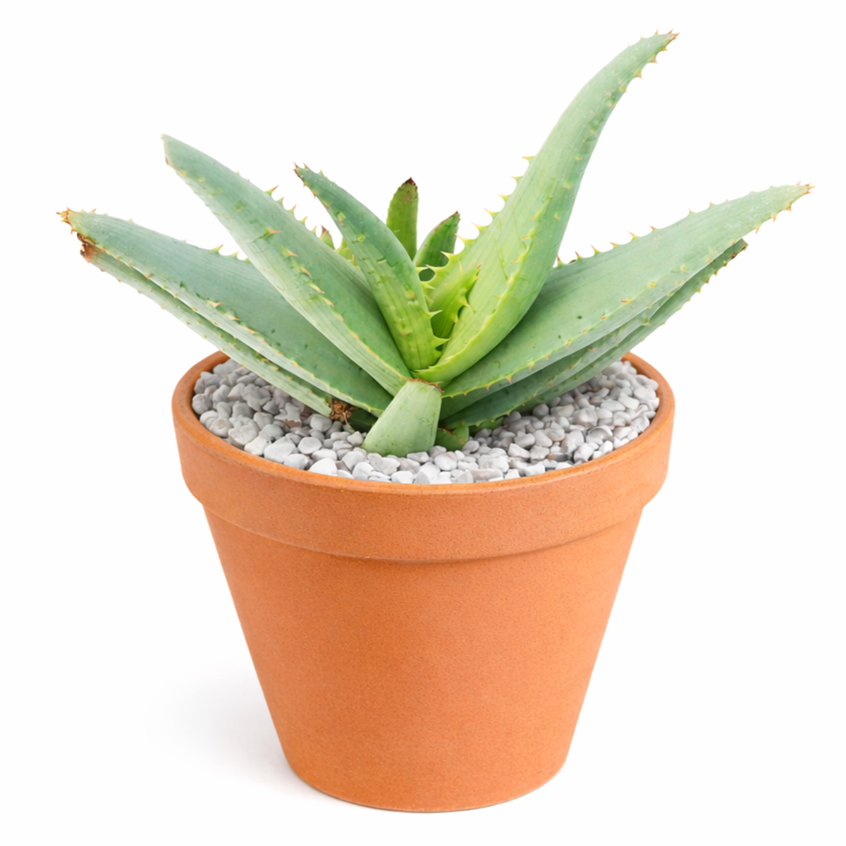 4 inch Aloe lineata ‘Blue Strap Form’, green succulents, indoor succulents, succulent care guide, buy succulents online