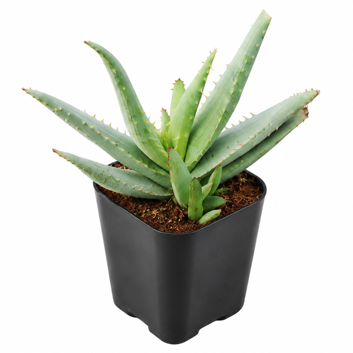 buy Aloe lineata 'Blue Strap Form' 4 inch live plant online, low maintenance aloe plant, exotic aloe succulent variety, succulent for desert landscaping, hardy sun loving succulent