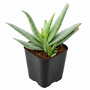 Aloe lineata 'Blue Strap Form' in California, How to grow Aloe lineata 'Blue Strap Form', rare succulents, rare succulents for sale, unique succulents