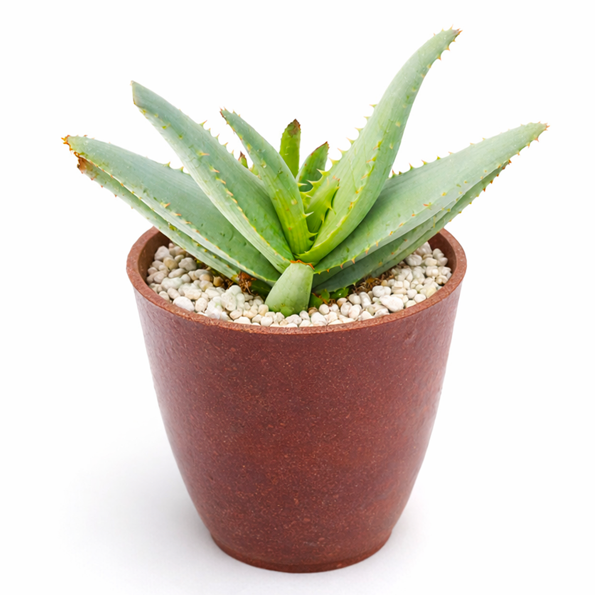 4 inch Aloe lineata 'Blue Strap Form' live plant for sale, decorative potted aloe plant, succulent with long blue leaves, collectible aloe species, modern minimalist succulent plant