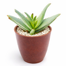 Aloe lineata 'Blue Strap Form' in California, How to grow Aloe lineata 'Blue Strap Form', rare succulents, rare succulents for sale, unique succulents