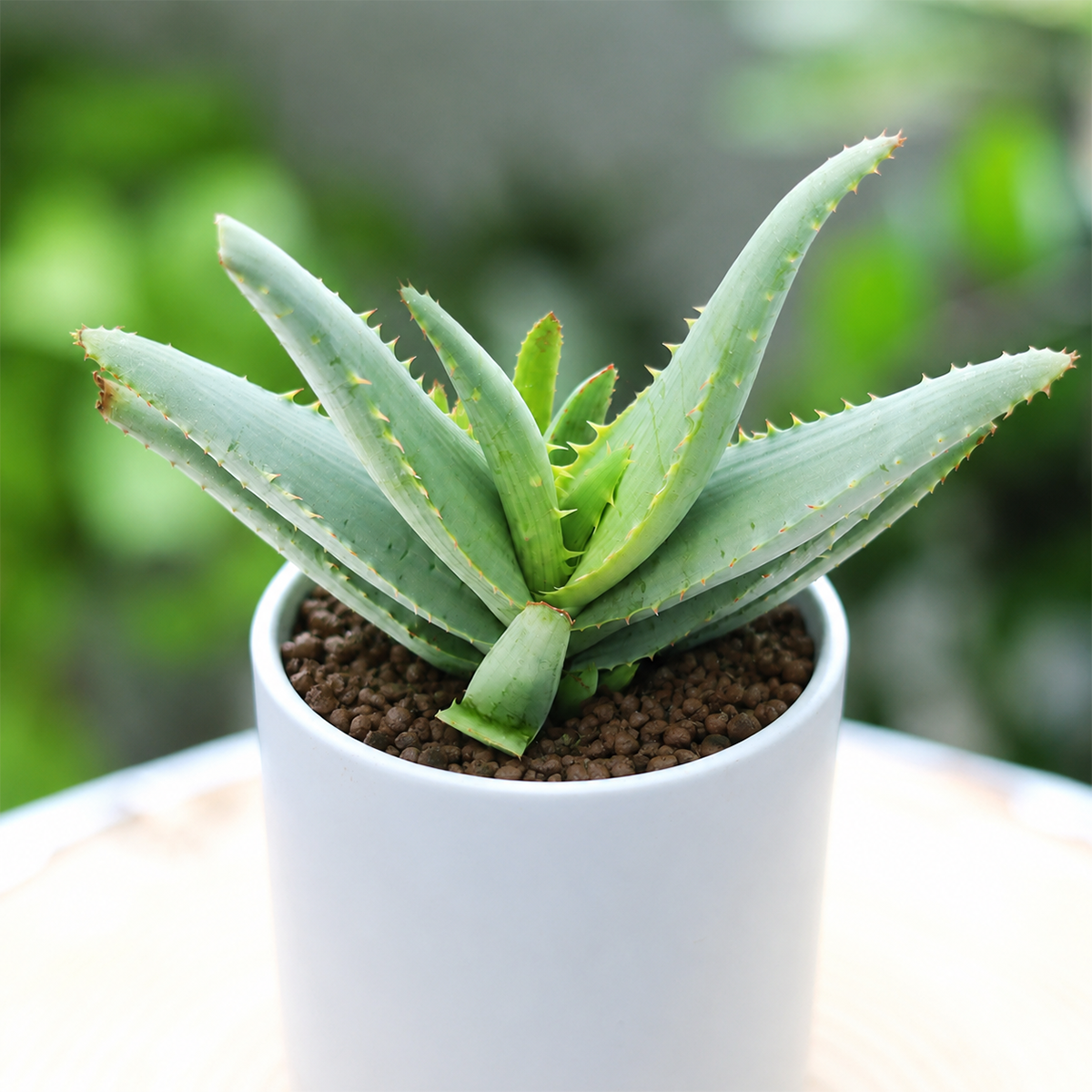 4 inch Aloe lineata 'Blue Strap Form' live plant for sale, extured aloe succulent foliage, indoor outdoor aloe succulent, succulent for patio containers, nursery grown aloe plant
