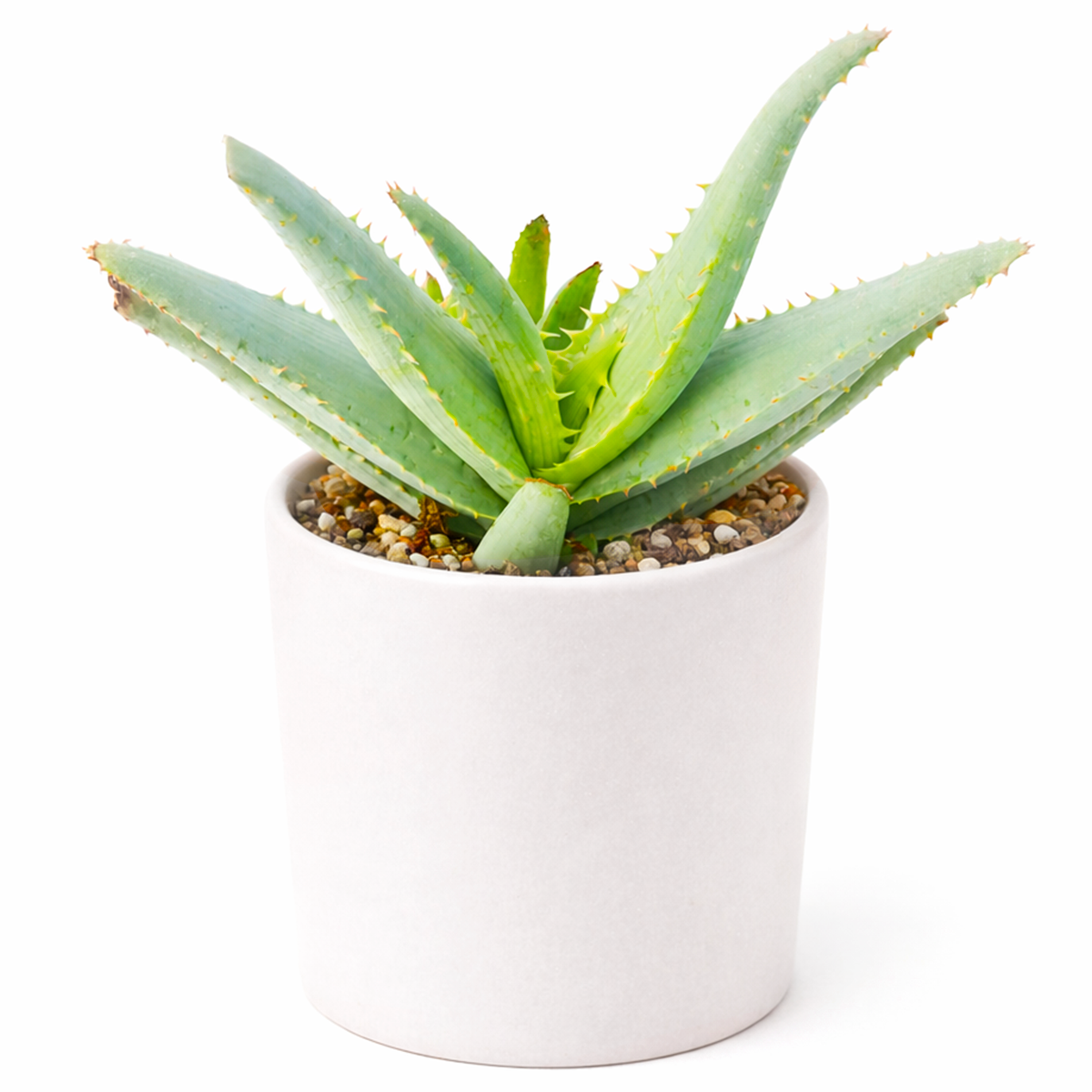buy Aloe lineata 'Blue Strap Form' 4 inch live plant online, blue aloe succulent plant, strap leaf aloe succulent, rare aloe collection plant, blue green aloe rosette
