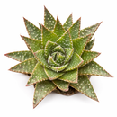 2 inch Aloe aristata 'Lunar Eclipse', green succulents, indoor succulents, succulent care guide, buy succulents online