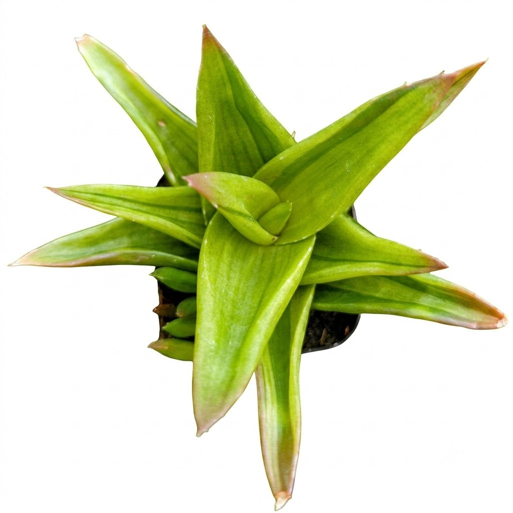 buy alworthia pentagona f. variegata live succulent 2 inch online, striking variegated green and cream striped rosette with geometric leaf arrangement, compact five-sided growth form with distinctive angular architecture, slow-growing exotic succulent requiring minimal water, rare variegated cultivar with high ornamental appeal, ideal bright shelf accent for collectors, exceptional rare plant gift for succulent enthusiasts