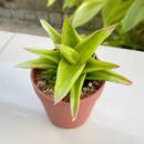 8-pack of 2" live plants for sale. Pick eight favorite plants and enjoy a variety of compact plants in 2" pots. Great for plant collections, gifting, decorating small spaces, and indoor gardening.