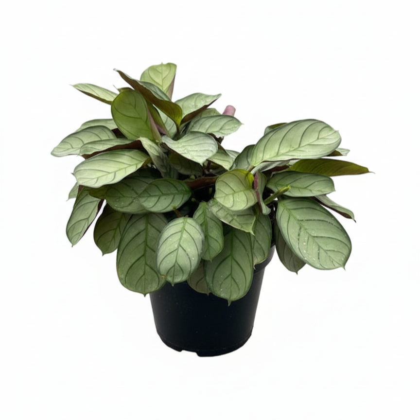 Buy Ctenanthe Amagris Fishbone Plant live 6 inch Pot, Silvery leaf indoor plant, Pet-friendly houseplants, Low light tropical indoor plants