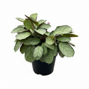 amagris prayer plant Ctenanthe burle-marxii 'Amagris' - 6" Live Indoor Plant with Silvery Fishbone Foliage