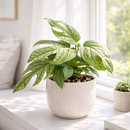 Buy 4in/ 6in Amydrium Silver Rare Spiderman Monstera Live Plant, Stunning Metallic Foliage Houseplant for Home Office Decoration