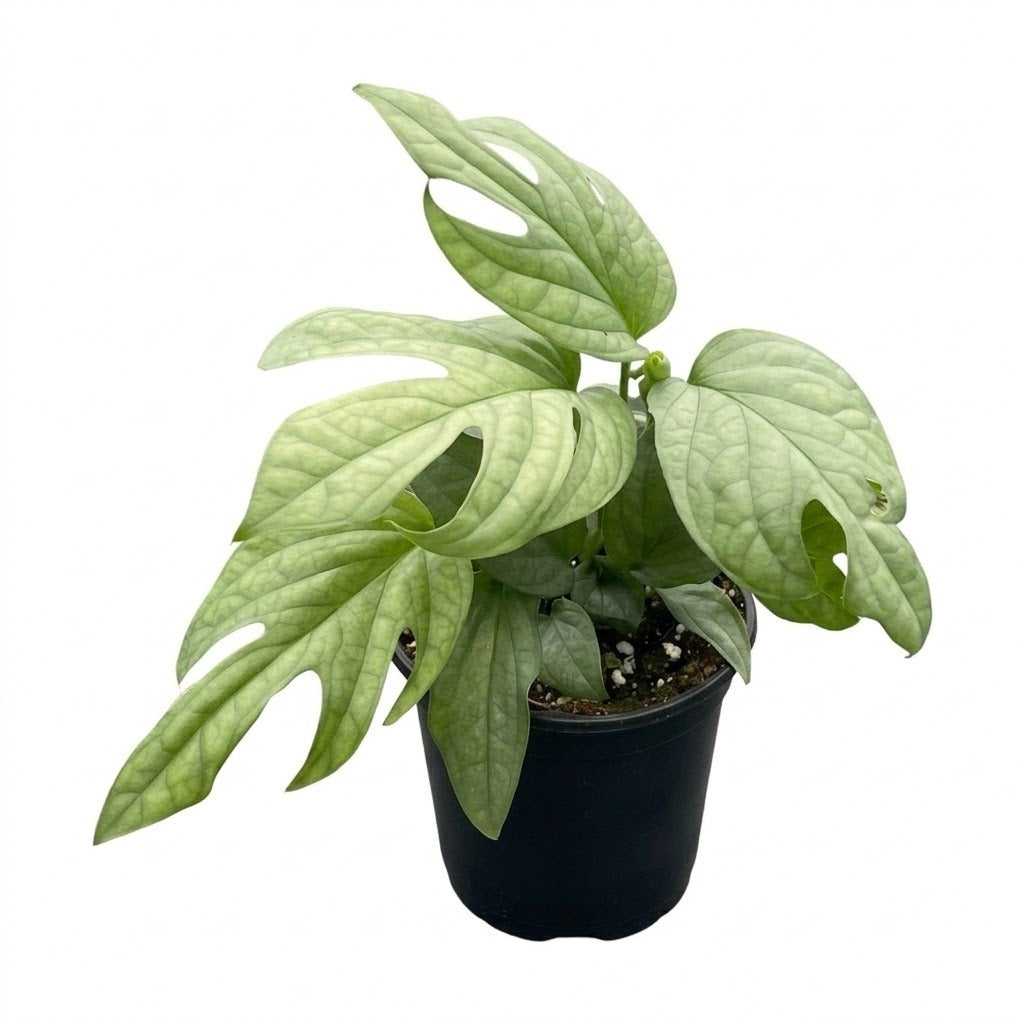 Buy 4in/ 6in Amydrium Silver Rare Spiderman Monstera Live Plant, Stunning Metallic Foliage Houseplant for Home Office Decoration