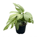 Buy 4in/ 6in Amydrium Silver Rare Spiderman Monstera Live Plant, Stunning Metallic Foliage Houseplant for Home Office Decoration