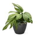 6" pot amydrium 'silver' (spiderman monstera) live houseplant for sale, elegant indoor vine display, ornamental tropical aroid houseplant, modern minimalist plant decor, sought-after collector foliage plant, natural home decor greenery