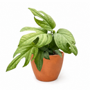 6" pot amydrium 'silver' (spiderman monstera) live houseplant for sale, elegant indoor vine display, ornamental tropical aroid houseplant, modern minimalist plant decor, sought-after collector foliage plant, natural home decor greenery