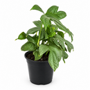 6" pot amydrium 'silver' (spiderman monstera) live houseplant for sale, elegant indoor vine display, ornamental tropical aroid houseplant, modern minimalist plant decor, sought-after collector foliage plant, natural home decor greenery