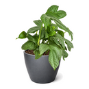 6" pot amydrium 'silver' (spiderman monstera) live houseplant for sale, elegant indoor vine display, ornamental tropical aroid houseplant, modern minimalist plant decor, sought-after collector foliage plant, natural home decor greenery