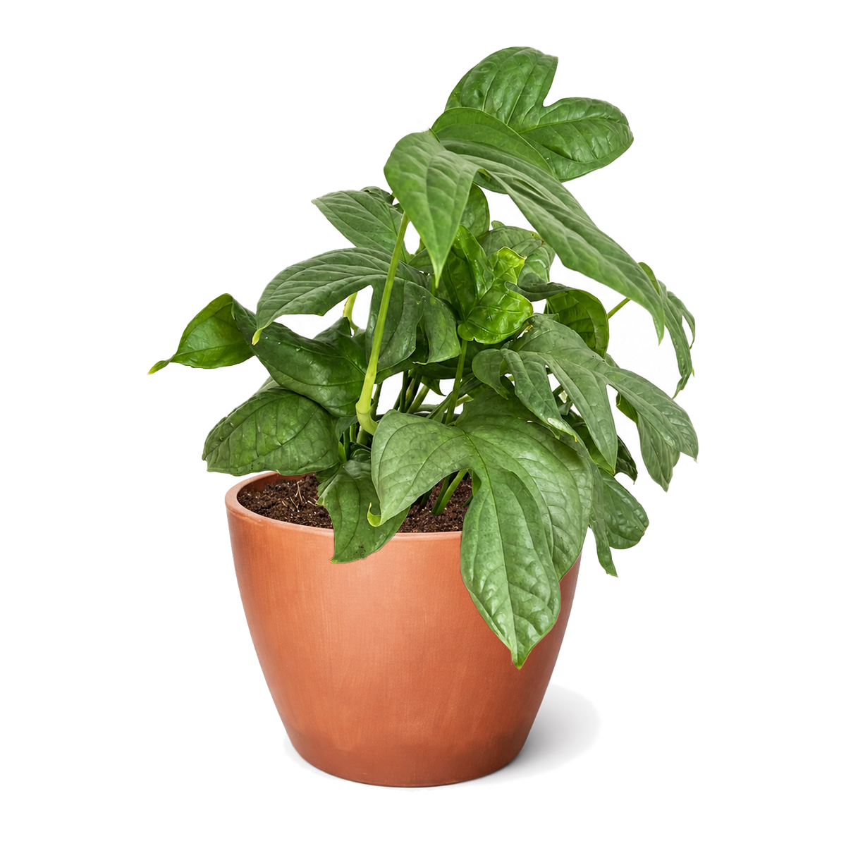6" pot amydrium 'silver' (spiderman monstera) live houseplant for sale, decorative office plant, tropical plant for bright indirect light, unique gift for plant lovers, contemporary botanical decor, rare silver foliage climbing plant
