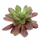 2 inch Anacampseros rufescens - Sand Rose, green succulents, indoor succulents, succulent care guide, buy succulents online