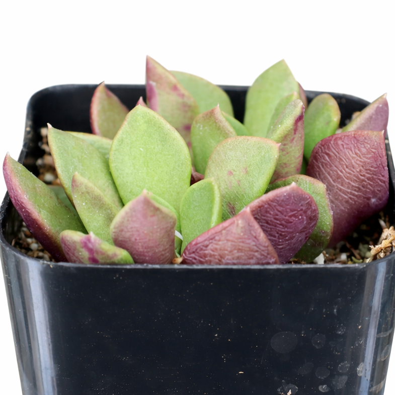 Anacampseros rufescens - Sand Rose in California, How to grow Anacampseros rufescens - Sand Rose, rare succulents, rare succulents for sale, unique succulents