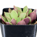 2 inch Anacampseros rufescens - Sand Rose, green succulents, indoor succulents, succulent care guide, buy succulents online