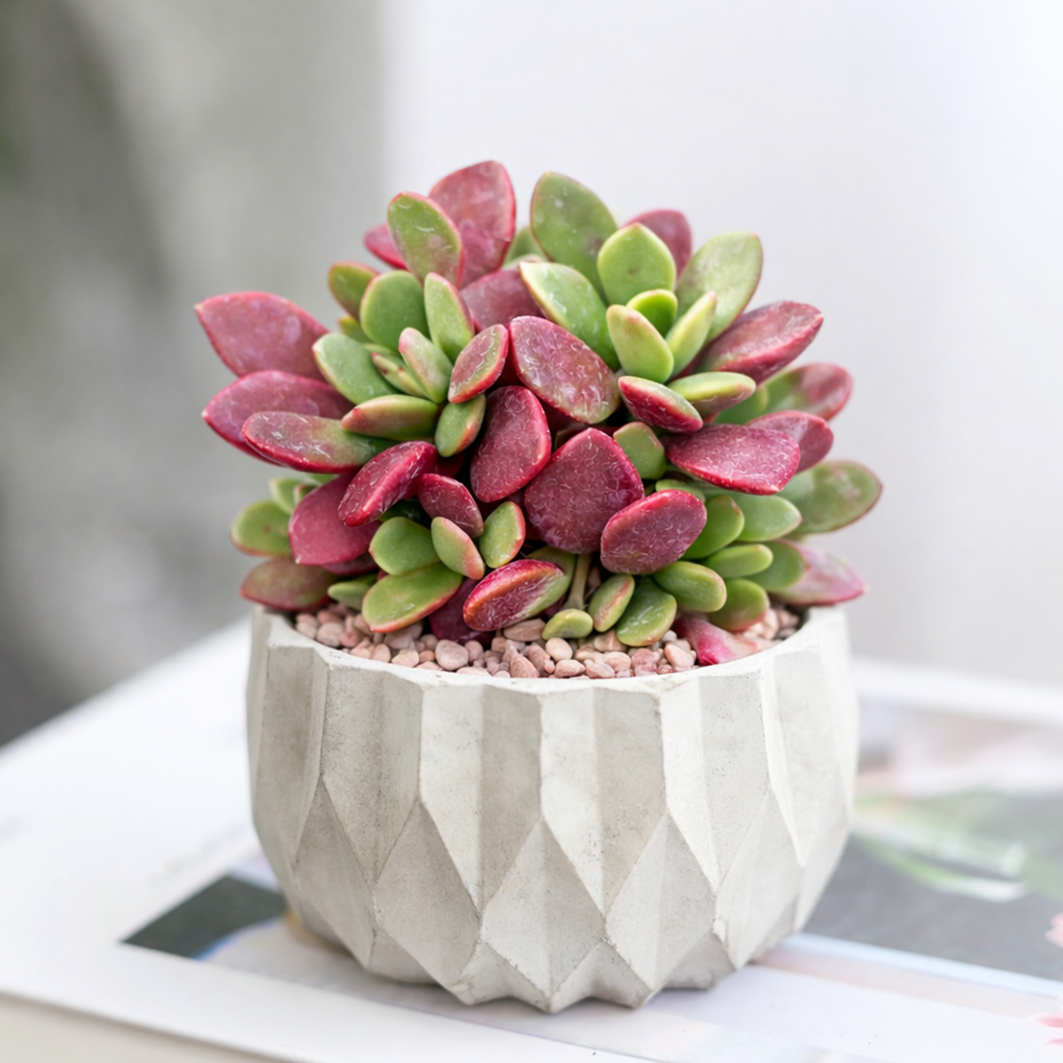 2 inch Anacampseros rufescens - Sand Rose, green succulents, indoor succulents, succulent care guide, buy succulents online