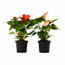 Anthurium plants, Flamingo Flower, tropical houseplants, easy-care plant, buy live plants online