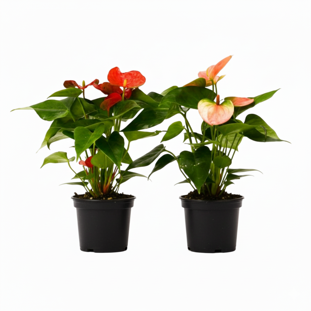 Anthurium plants, Flamingo Flower, tropical houseplants, easy-care plant, buy live plants online