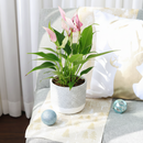 Anthurium Lilli Pink, Anthurium Flowers, Flowering Houseplants, Colorful Flowering Houseplants, Indoor Houseplants, Air Purifying Houseplant, Best Plants for Beginners, How to Care for Anthurium Plant, Anthurium Plant Care Guide