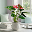 Anthurium Livium live house plant for Sale, Anthurium Livium easy care flowering plant for beginners indoor gardening, Anthurium Livium potted tropical plant for home or office styling