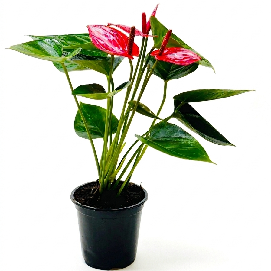 Buy Anthurium ‘Livium’ live house plant online, Flamingo Flower Anthurium Livium gift plant for plant lovers indoor decor, Flamingo Flower Anthurium Livium decorative plant with long lasting flowers