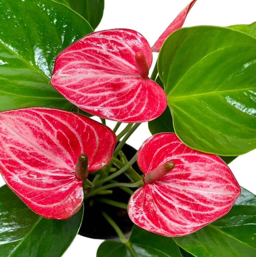 Anthurium Livium live house plant for Sale, Anthurium Livium easy care flowering plant for beginners indoor gardening, Anthurium Livium potted tropical plant for home or office styling