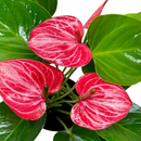 Anthurium Livium live house plant for Sale, Anthurium Livium easy care flowering plant for beginners indoor gardening, Anthurium Livium potted tropical plant for home or office styling