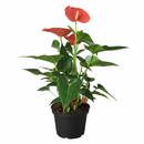 6 inch Anthurium Pink, 6 inch pink flowering houseplant, buy tropical indoor plants online