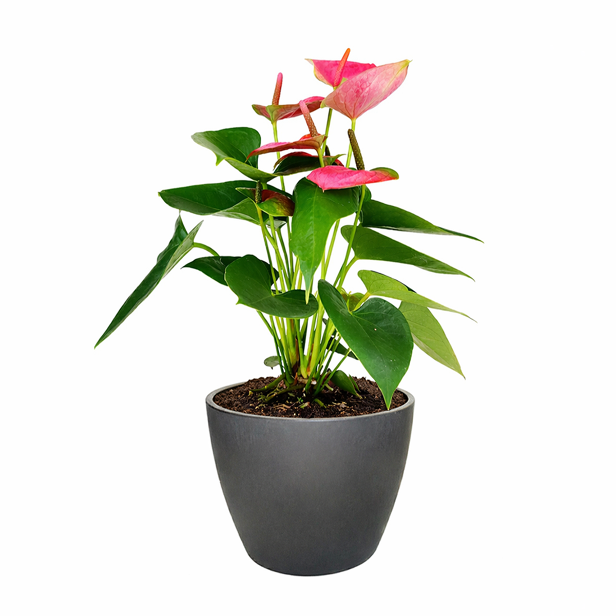 Anthurium Pink, Anthurium Flowers, Flowering Houseplants, Colorful Flowering Houseplants, Indoor Houseplants, Air Purifying Houseplant, Best Plants for Beginners, Easy Care Houseplant