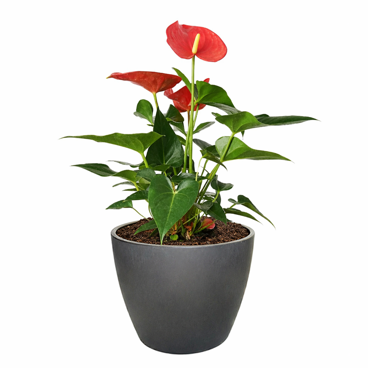 Anthurium Pink, Anthurium Flowers, Flowering Houseplants, Colorful Flowering Houseplants, Indoor Houseplants, Air Purifying Houseplant, Best Plants for Beginners, Easy Care Houseplant
