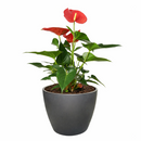 Anthurium Pink, Anthurium Flowers, Flowering Houseplants, Colorful Flowering Houseplants, Indoor Houseplants, Air Purifying Houseplant, Best Plants for Beginners, Easy Care Houseplant