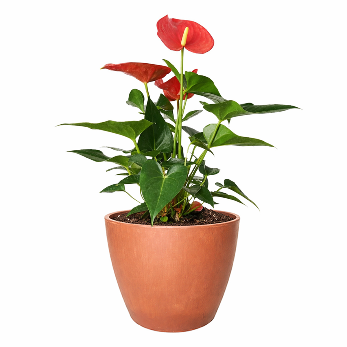 Anthurium Pink, Anthurium Flowers, Flowering Houseplants, Colorful Flowering Houseplants, Indoor Houseplants, Air Purifying Houseplant, Best Plants for Beginners, Easy Care Houseplant