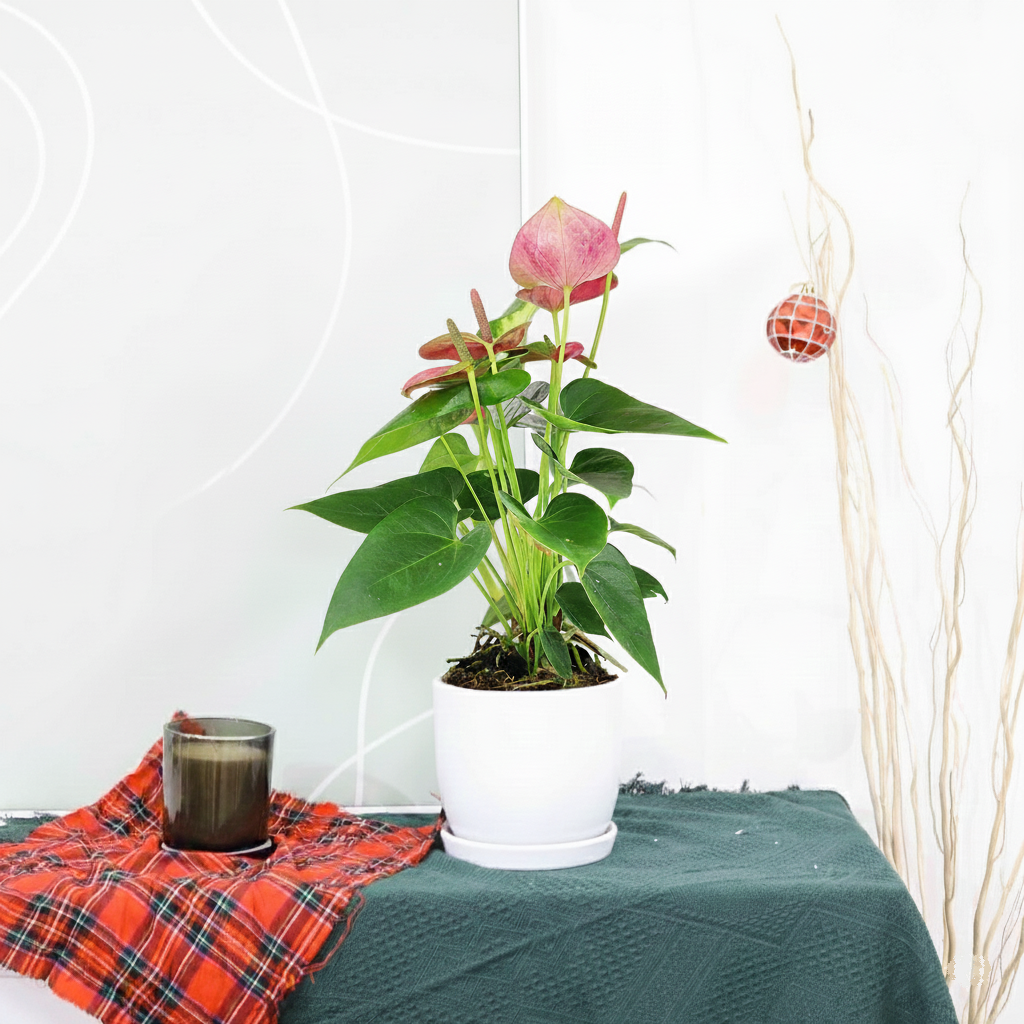4 inch Anthurium Pink in white pot with saucer, 4 inch flowering houseplant, 4 inch live indoor plants