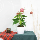 Anthurium Pink, Anthurium Flowers, Flowering Houseplants, Colorful Flowering Houseplants, Indoor Houseplants, Air Purifying Houseplant, Best Plants for Beginners, Easy Care Houseplant, Anthurium Plant Care Guide