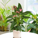 Anthurium 'Purple' for sale, easy to grow houseplants, buy live plants online, Anthurium live plants