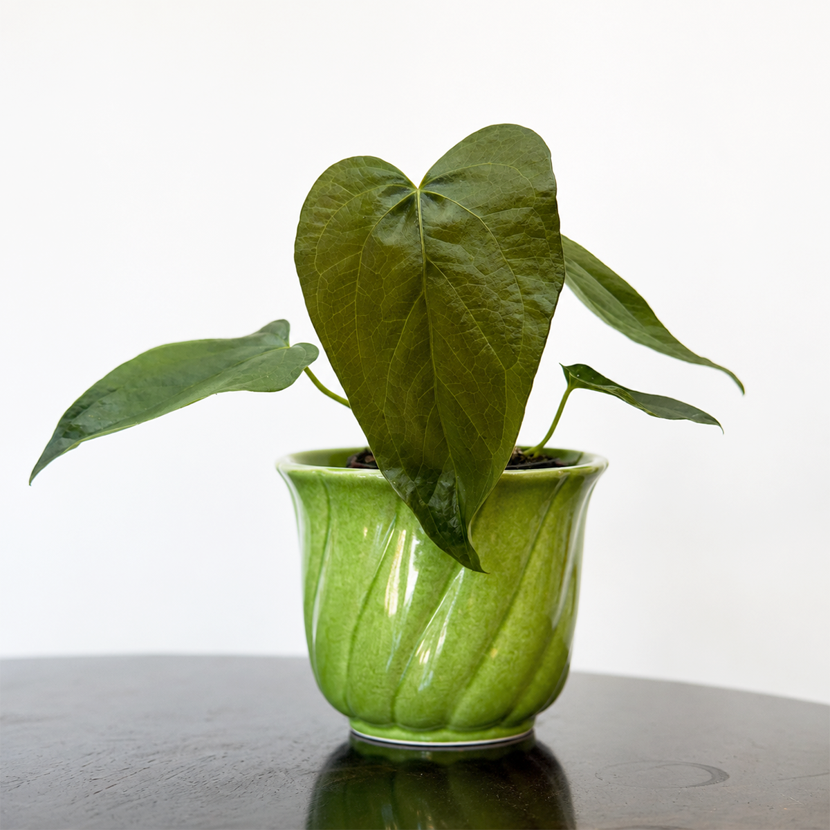 Buy Anthurium 'Queen of Hearts' online. Anthurium 'Queen of Hearts' is a stunning tropical houseplant known for its elegant heart-shaped foliage and lush, vibrant appearance. It thrives in bright, indirect light with well-draining soil and benefits from consistent moisture and moderate to high humidity. This beautiful indoor plant is perfect for homes, offices, or collectors looking to add a unique tropical accent to their space.