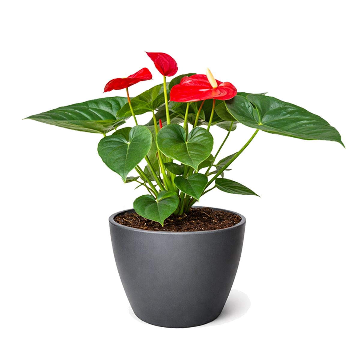 Anthurium Red, Flowering Houseplants, Colorful Flowering Houeplants, How to Care for Anthurium Flower, Air Purifying Houseplants, Indoor Houseplants, Best Plant for Beginners