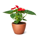 Anthurium Red, Flowering Houseplants, Colorful Flowering Houeplants, How to Care for Anthurium Flower, Air Purifying Houseplants, Indoor Houseplants, Best Plant for Beginners