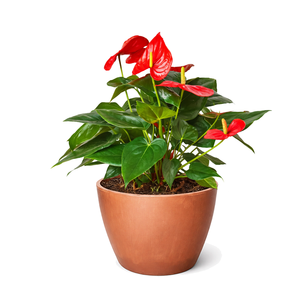 Anthurium Red, Flowering Houseplants, Colorful Flowering Houeplants, How to Care for Anthurium Flower, Air Purifying Houseplants, Indoor Houseplants, Best Plant for Beginners