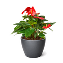 Anthurium Red, Flowering Houseplants, Colorful Flowering Houeplants, How to Care for Anthurium Flower, Air Purifying Houseplants, Indoor Houseplants, Best Plant for Beginners