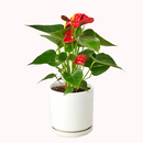 4 inch red flower houseplants, flowering tropical indoor plants, feng shui houseplants