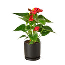 4 inch red flower houseplants, flowering tropical indoor plants, feng shui houseplants